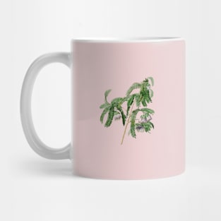 Vintage Spaendoncea Tamarandifolia Botanical Illustration Mug